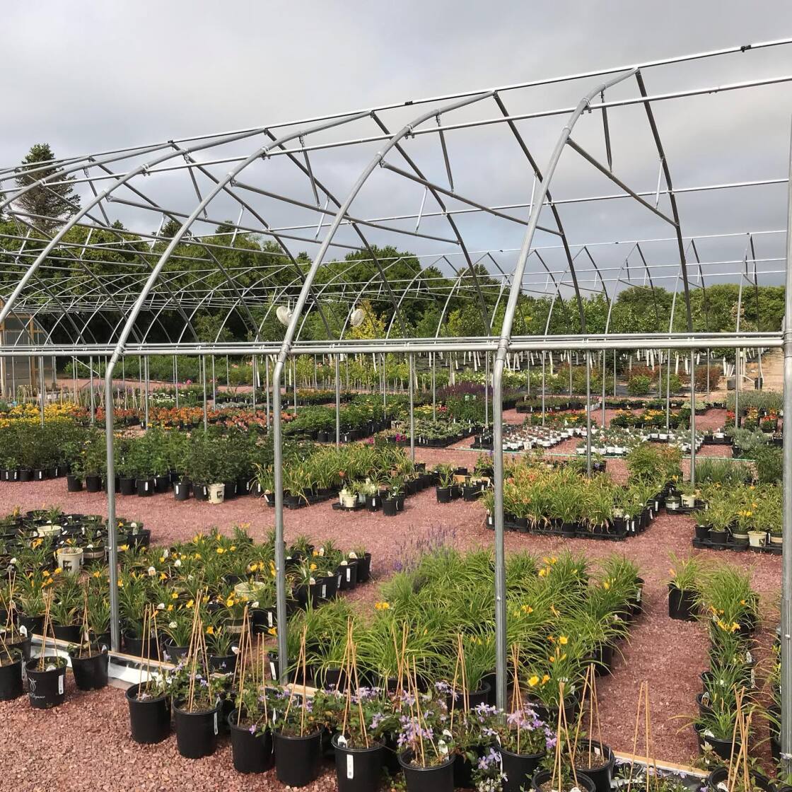 Perennials | Greenwood Nursery